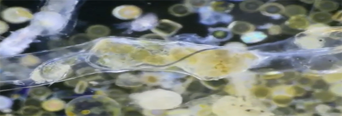 据BBC报道，科学家首次拍摄到浮游生物摄入微塑料，揭示了微塑料这种全球关注的污染物是如何影响海洋生物。这一小段视频显示了废弃的塑料确实可以进入海洋生物体内，从而沿着食物链传递。